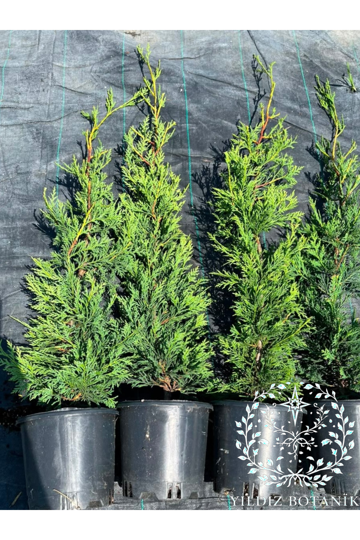 YILDIZ BOTANİK 4 Adet Leylandi Fidanı Çit Bitkisi Çam Ağacı
