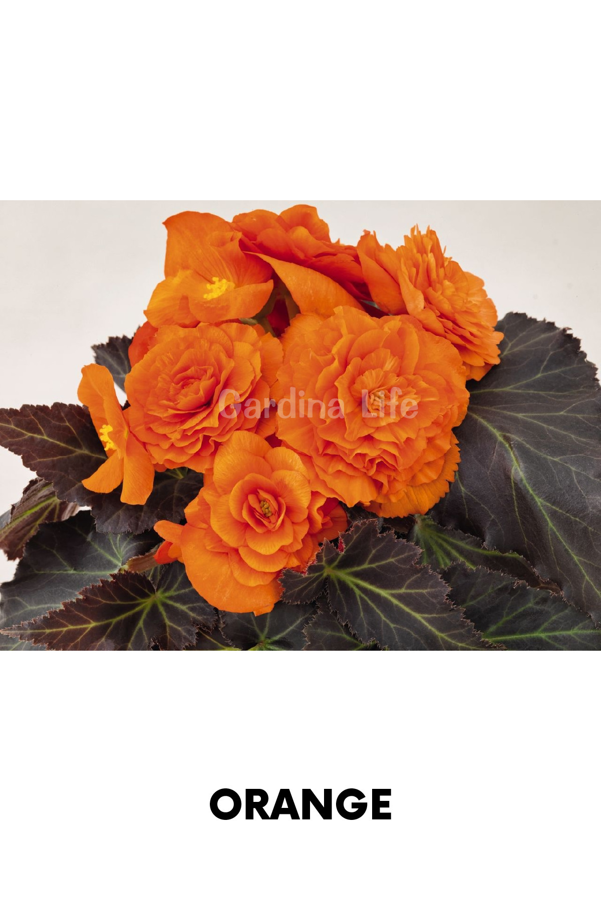 Rose Begonia Flower Seedling Orange 10 Pieces