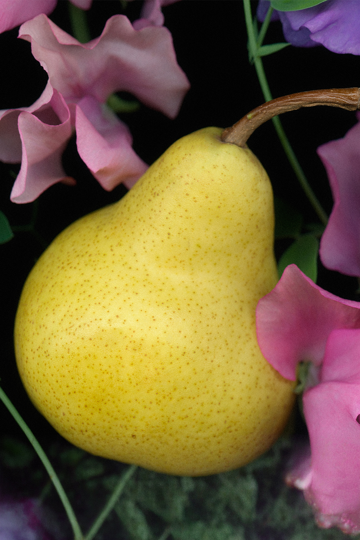 English Pear & Freesia Vücut & El Losyonu 250ml — 27928 — تصویر 2 از 2