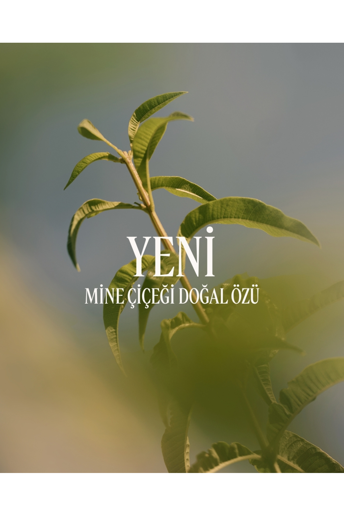 Verbena El Kremi, Mine Çiçeği Özlü Nemlendirici, 30 ml — 15MA030VB26 — تصویر 6 از 7