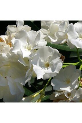 Beyaz Zakkum Çiçeği Tüplü 1 Metre Boy kölıo61