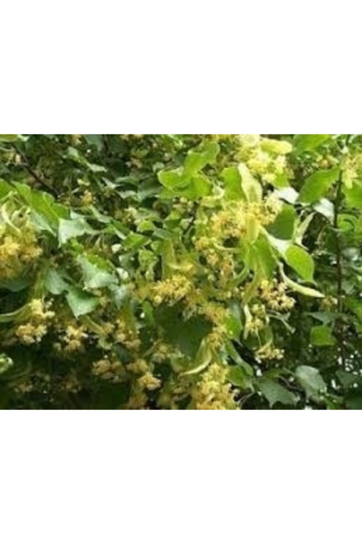 Linden Tree Seedling with Tube