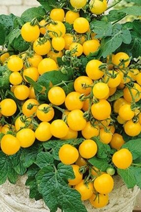 Sarı Cherry Domates Tohumu 20 Adet Çiçwkflix8392929