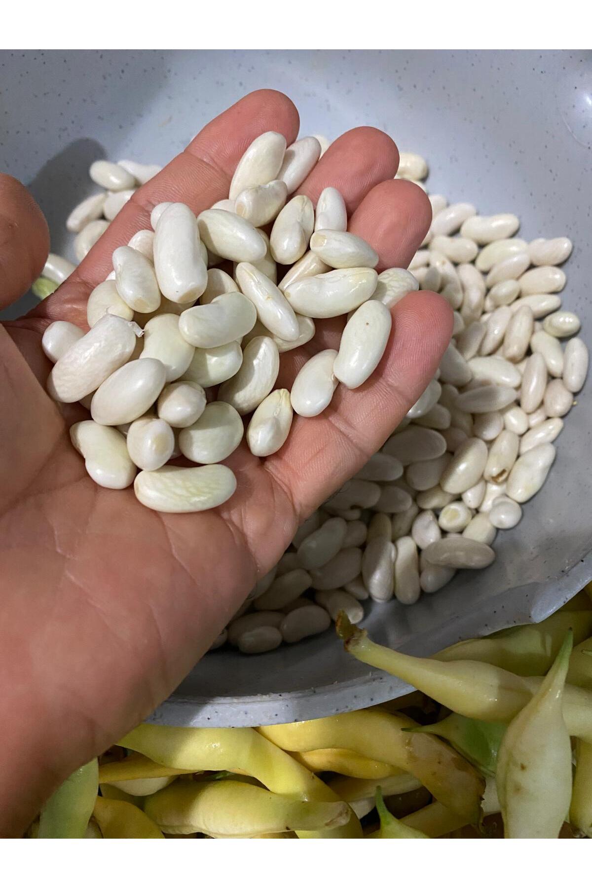 Gelibolu Çiftliği Ayıklanmış Taze Badalan Fasulye (1 kg)