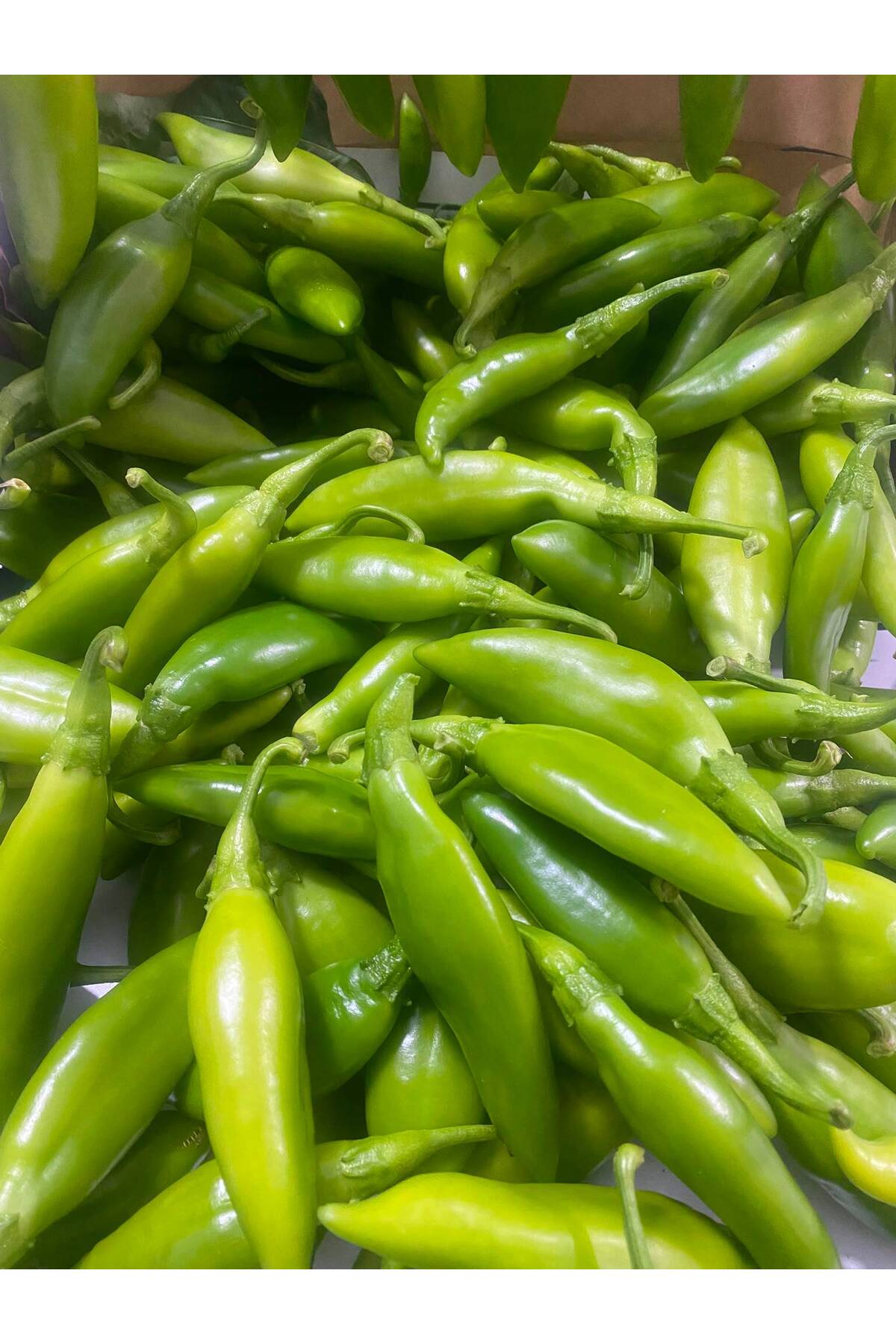 Gelibolu Çiftliği Taze Balık Biberi (1 kg)