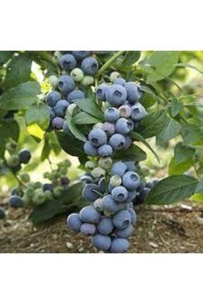 10 Adet Tohum Yaban Mersini Tohumu Blueberry Tohumu Sürpriz Hediye Tohumu 6066GHHGY6ERLA