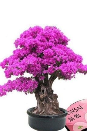 Bodur Pembe Bonzai Ağacı Tohumu 5 Adet Çiçekflix83939292