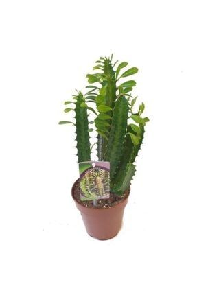 Trigona Euphorbia 20-25cm 
