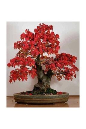 10 Adet Japon Kızıl Maple Minyatür Bonsai Ağacı Tohumu + Gübresi THM14