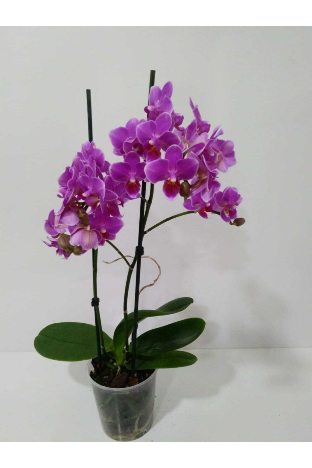 1001 Çiçek Çift Dal Mini Orkide 45-55 cm E852663