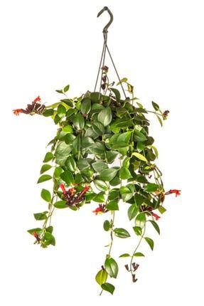 Aeschynanthus Radicans (ruj Çiçeği)_ Makrome Saksılı 1AERAX0019