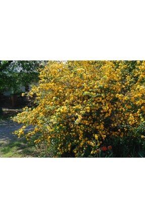 Kerria Japonica Pleniflora Sarı Kanarya Gülü, 20-40 Cm, Saksıda 6895432559