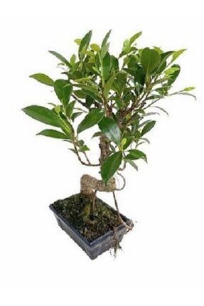 Bonsai Ficus Retusa 38 cm Boyunda bonsai
