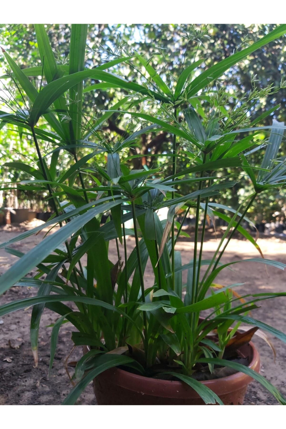 Japon Şemsiyesi (cyperus Alternifolius) Şemsiye Palmiyesi 2