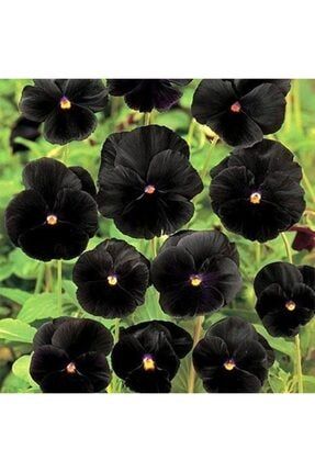 Siyah Renkli Menekşe Çiçeği Tohumu 10 15 Adet 5564898