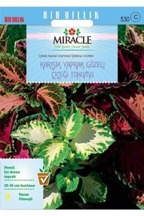 Miracle Karışık Renkli Kolyos (COLEUS) Yaprak Güzeli Çiçeği Tohumu(100 TOHUM) TZDN455
