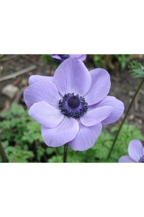 5 Adet Soft Mavi Renkli Anemon Çiçeği Soğanı Kokulu TSKHIKOJ264