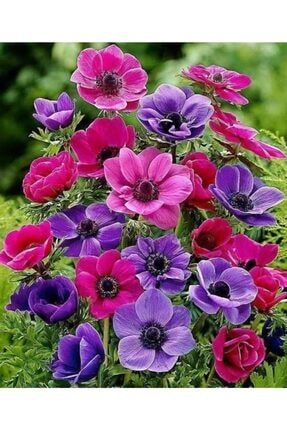 5 Adet Karışık Renkli Anemon Çiçeği Soğanı Kokulu OSNHF15