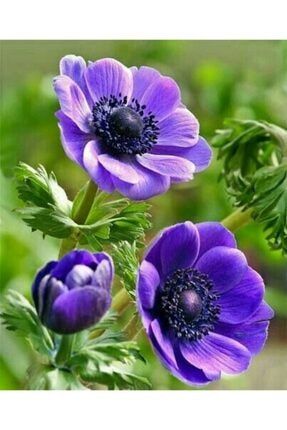 5 Adet Mavi Renkli Anemon Çiçeği Soğanı Kokulu SMKJF1649