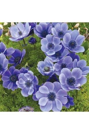 5 Adet Soft Mavi Renkli Anemon Çiçeği Soğanı IDMJG3267
