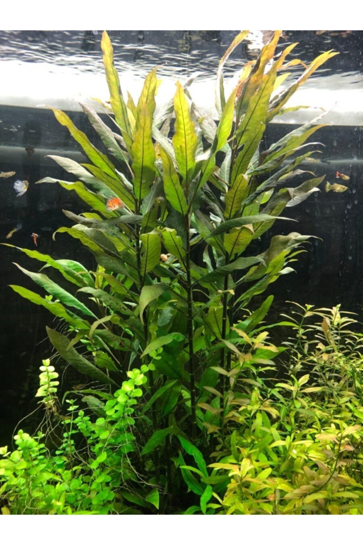 WOOF Nomaphila Spp 5 Dal Kolay Akvayum Bitkisi Canlı Bitki