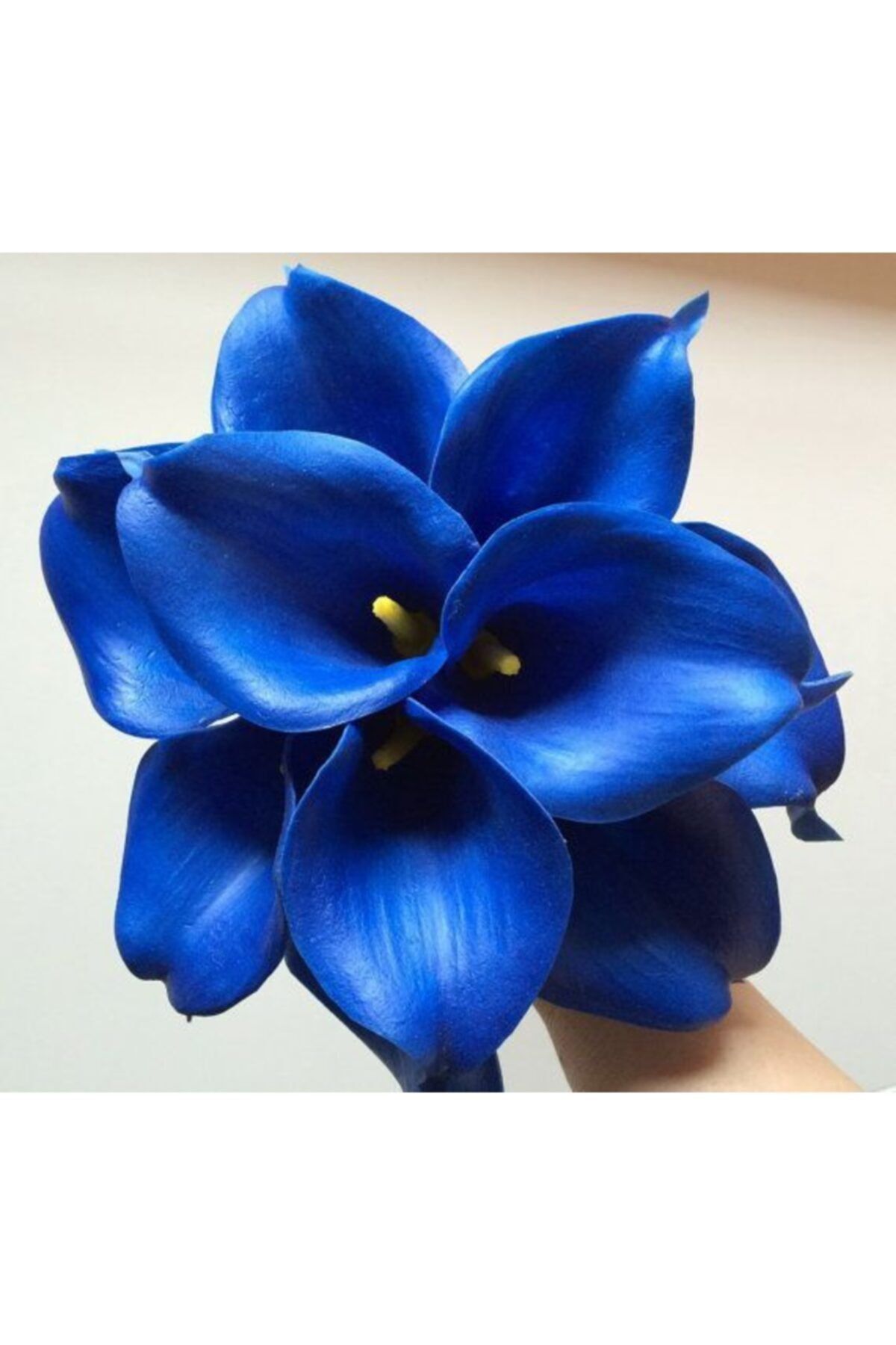 Каллы голубые цветы