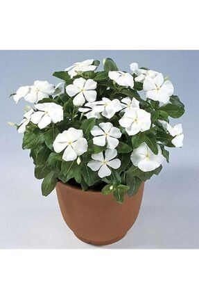 Vinca Rosea Pure White Rozet Çiçeği Tohumu (20 Tohum) YKT4011