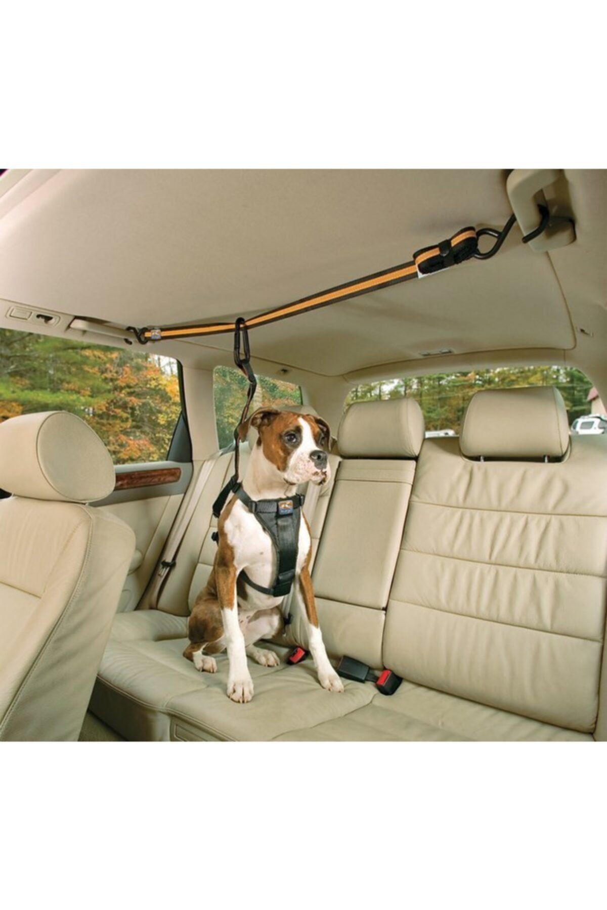 Pet safe dog collar sales