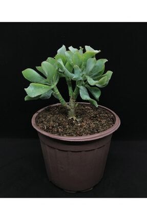 Crassula Arborescens Sukulent (14 Cm Saksı) 14CRAR-SKLNTCST