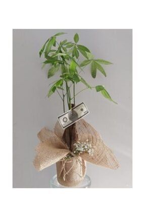 Para Ağacı Paçira Bitkisi Pachira Bonsai & Çuval Bezi Aranjman Saksıda Hediyelik Canlı Çiçek 260601400