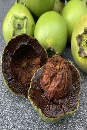 Tüplü Çikolatalı Meyvesi Black Sapota Ağacı Fidanı(20-40 Cm) JLNRVXZ8AA