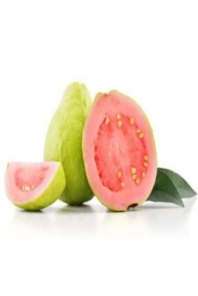 Tüplü Meyve Verme Durumunda Armut Guava Fidanı AEMNQSU8AA