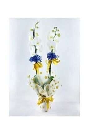 Çift Dal Muhteşem Beyaz Orkide & Sarı Benekli Sarım Sarı Kurdele Saksıda Hediyelik Canlı Çiçek 26054238