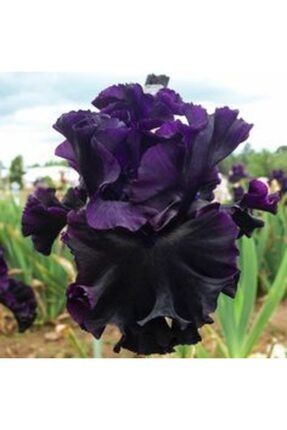 2 Adet Black Iris (süsen) Germenica Çiçek Soğanı JKTHJTRJJ