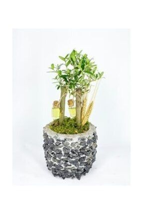 Zeytin Ağacı Bonsai & Siyah Magle Beton Saksıda Hediyelik Canlı Çiçek 26055450