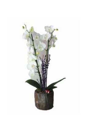 Çift Dal Beyaz Orkide & Remz Odun Beton Saksıda Hediyelik Canlı Çiçek 26053112