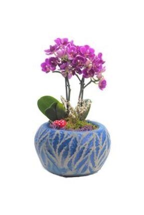 Çift Dal Mini Mor Orkide & Mavi Vane Beton Saksıda Hediyelik Canlı Çiçek 26057180