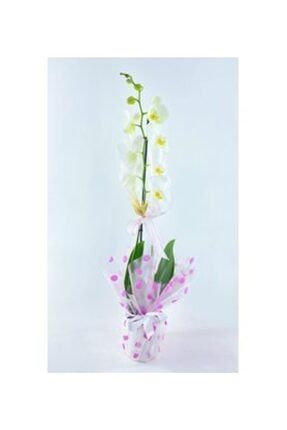 Tek Dal Muhteşem Beyaz Orkide & Pembe Benekli Sarım Beyaz Kurdele Saksıda Hediyelik Canlı Çiçek 26057255