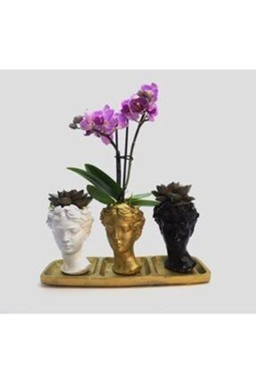 Çift Dal Mini Mor Orkide & Sukulent & Üç Renkli Trio Helen Beton Saksıda Hediyelik Canlı Çiçek 260513215