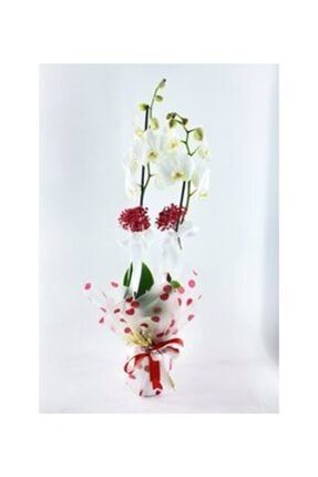 Çift Dal Muhteşem Beyaz & Kırmızı Benekli Sarım Kırmızı Kurdele Saksıda Hediyelik Canlı Çiçek 260701236