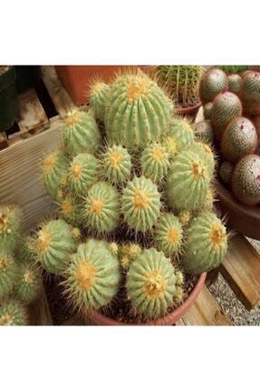 Copiapoa Haseltoniana Cactus Kaktüs Tohumu dshnglookthm097