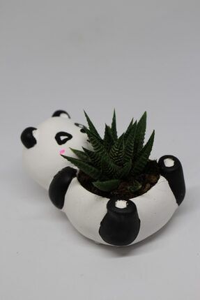 Sevimli Panda Saksı Özel Dekoratif Kaktüs Ve Sukulent Saksısı btn00004