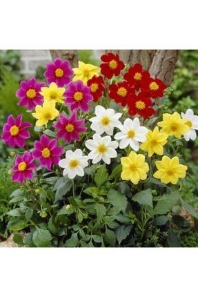Karışık Renk Bodur Yıldız Dahlia Çiçeği Tohumu +-80 Adetli 585452721