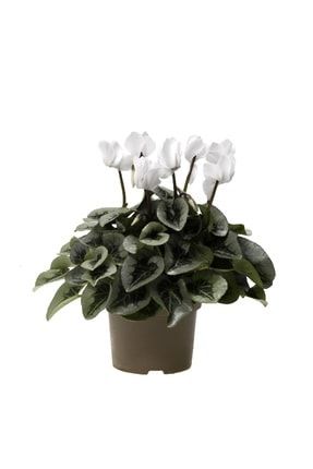 Heryerbitki Cyclamen Siklamen Cicegi Kirmizi Ev Bitkisi Saksi Cicekleri Trendyol