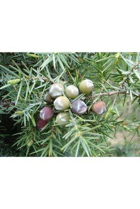 15-20cm Juniperus Excelsa Boz Ardıç Fidanı ARDIC