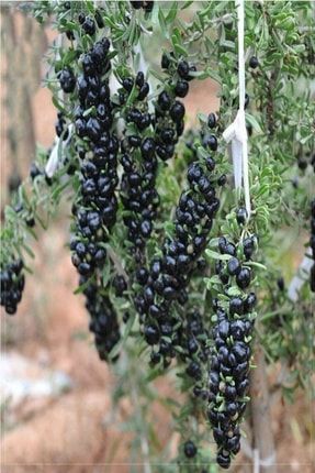 Tüplü Meyve Verme Yaşında Siyah Gojiberry Fidanı DEGQR458AA