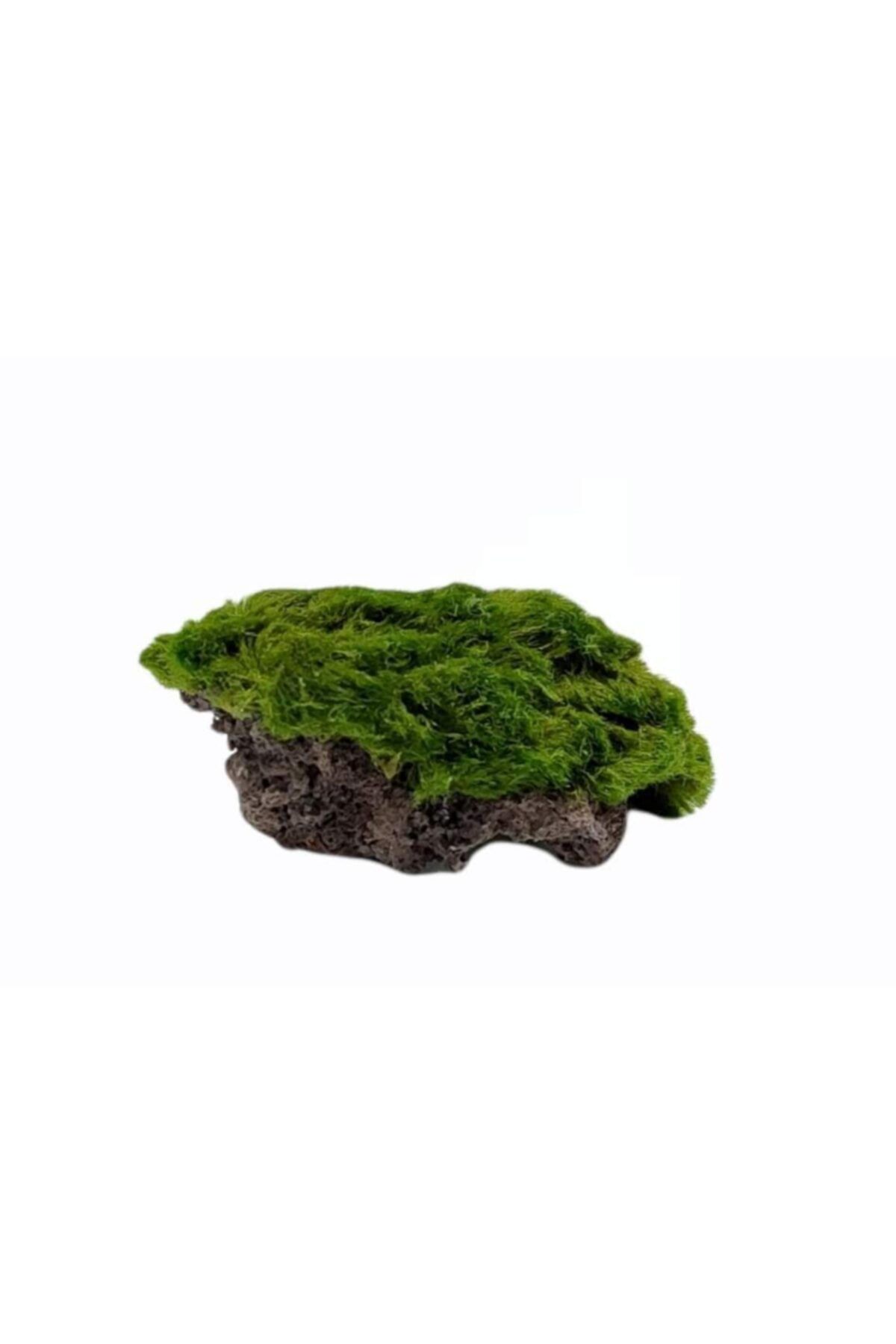 Marimo Scape Marimo Rock