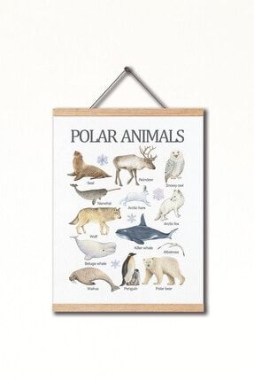 Montessori Ingilizce Eğitici Poster Kutup Hayvanları AST-1X229