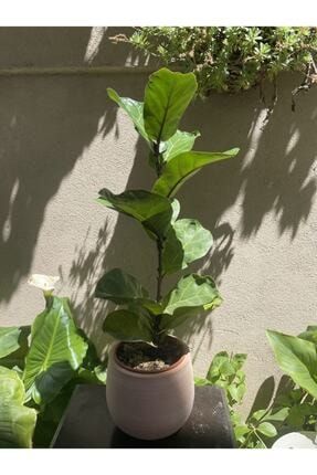 Ficus Lyrata - Keman Yaprakli Kaucuk Bitkisi AnkaraSera00111