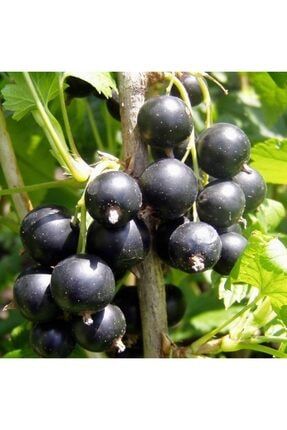 Tüplü 3 Yaş Verimli Siyah Frenk Üzümü Fidanı Meyve Verme Durumunda BDGLRU37